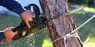Best Tree Mulching  in Rome, IL