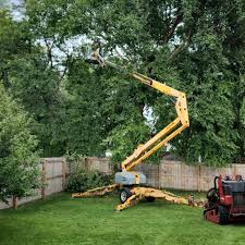 Best Tree Disease Treatment  in Rome, IL