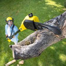 Best Hedge Trimming  in Rome, IL