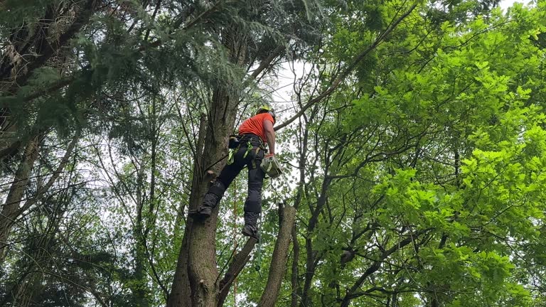 Best Hazardous Tree Removal  in Rome, IL