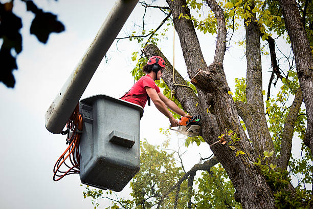 Best Tree Trimming and Pruning  in Rome, IL